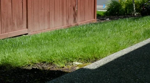 Lawn Mowing Stock Footage 64689652