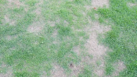 Lawn with multiple dry spots scattered across green grass. Overhead view showing Stock Footage 333140361