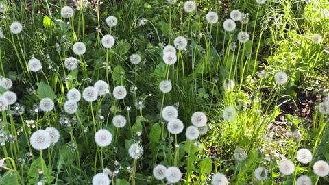 Lawn overgrown with grass and dandelions with downy seed heads Stock Footage 337654354
