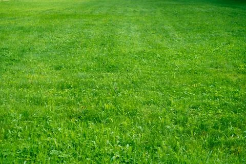 The lawn in the park. Stock Photos