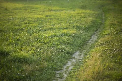 Lawn path. Path through clearing. Summer meadow in park. Stock Photos
