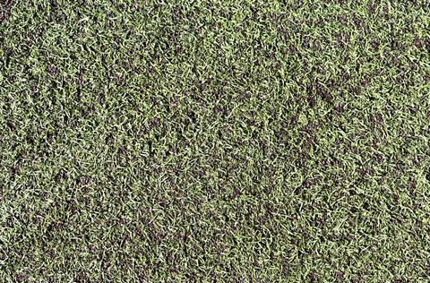Lawn pattern with green grass Foto stock