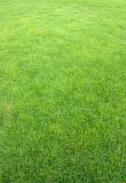 Lawn Stock Photos