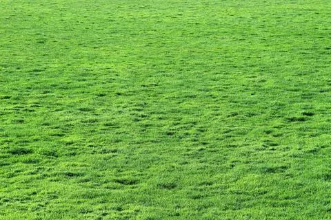 Lawn Stock-Fotos