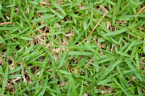 The lawn. Stock Photos