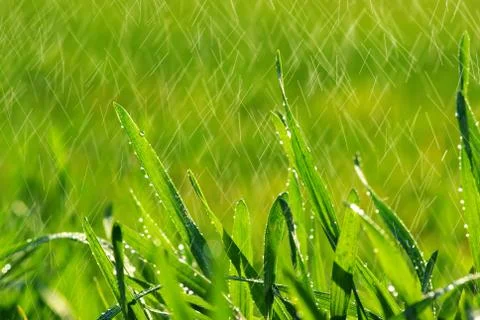 Lawn Stock Photos