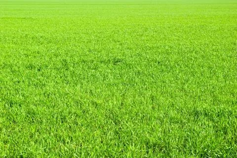 Lawn Stock Photos