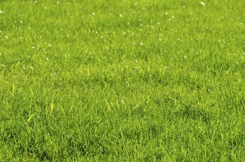 Lawn Stock Photos
