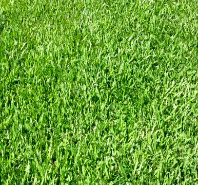 Lawn Stock Photos