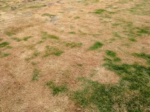 The lawn Stock Photos