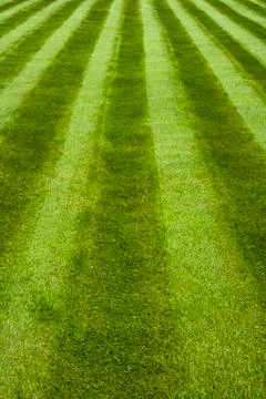 Lawn Stock Photos