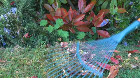 Lawn rake clearing dead leaves around bushes. Stock Footage 129222268