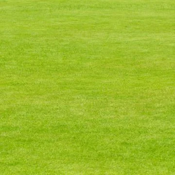 Lawn ( real grass ) Stock Photos