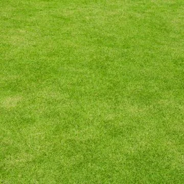 Lawn ( real grass ) Stock Photos
