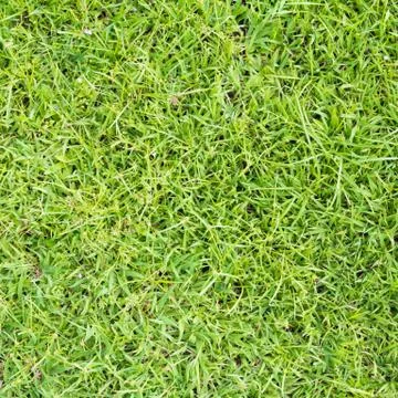 Lawn ( Real grass ) Stock Photos