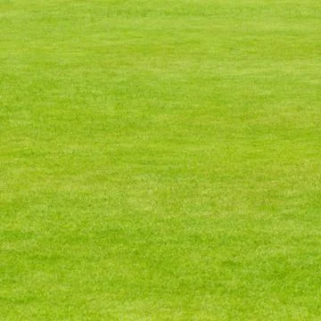 Lawn ( Real grass ) Stock Photos