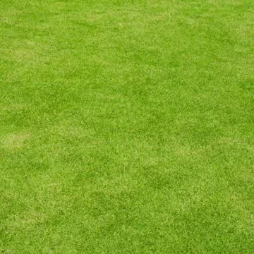 Lawn ( Real grass ) Stock Photos