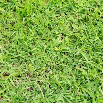 Lawn ( Real grass ) Stock Photos