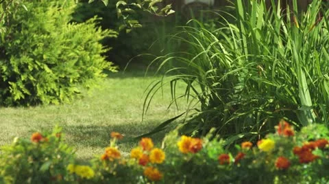 Lawn (RED One) Stock Footage 12438369