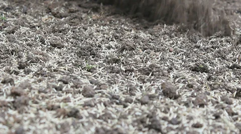 Lawn Seeding Manual Rake A Stock Footage 34036542