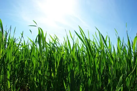 Lawn on sky Stock Photos