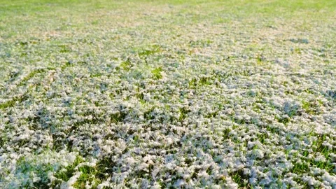 Lawn in spring after a light snowfall, sunny spring morning Stock Footage 310765258