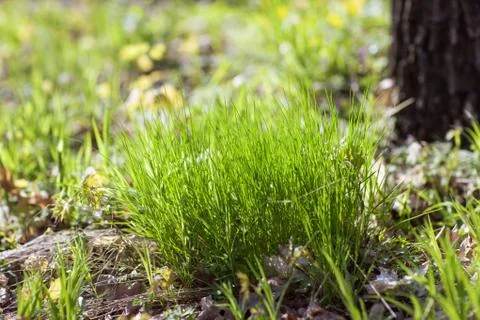 Lawn with spring grass Stock Photos