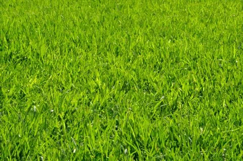 Lawn in spring Stock Photos