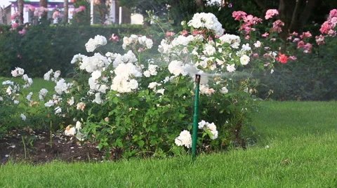 Lawn Sprinkler in Action Stock Footage 63296432