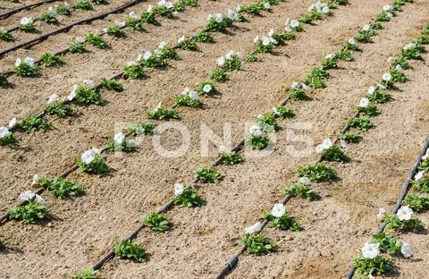 Lawn sprinkler system Stock Photos