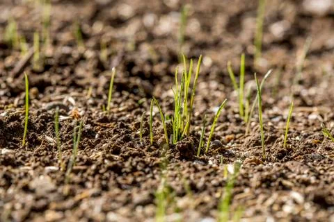 Lawn sprouts 스톡 사진