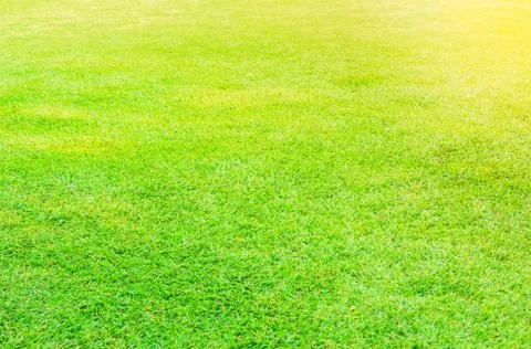 Lawn with the sun shining down.. Stock Photos