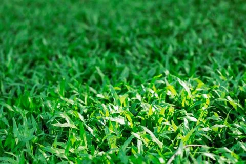 Lawn with sunlight. 스톡 사진