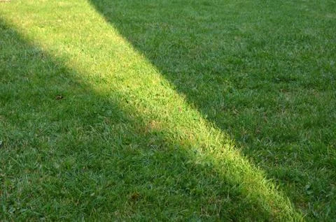 Lawn with sunlight Stock Photos
