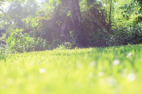 Lawn with sunlight. Stock Photos