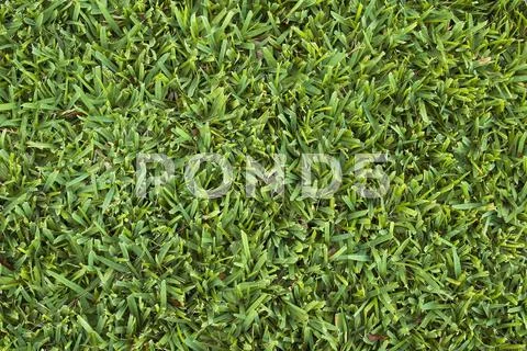 Lawn surface Stock Photos