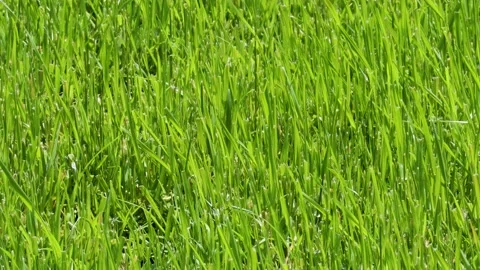Lawn swaying in the wind Stock Footage 239160987