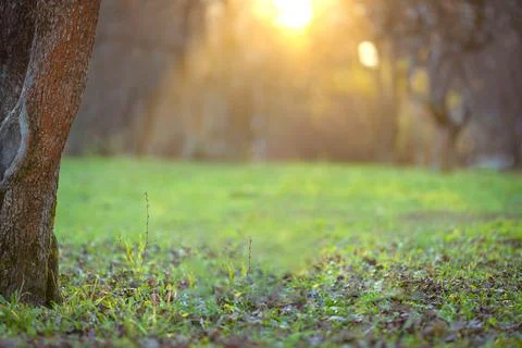 Lawn with tree and sunset light, natural landscape Stock Photos