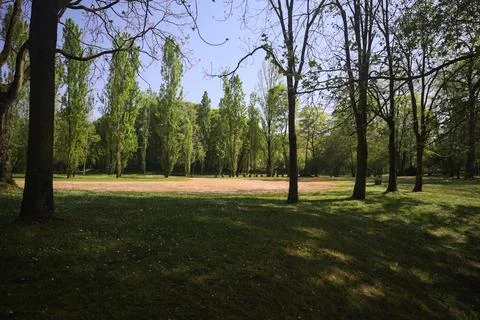 Lawn with trees Stock Photos