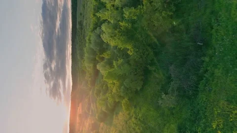 Lawn with trees at sunset Stock Footage 203872973