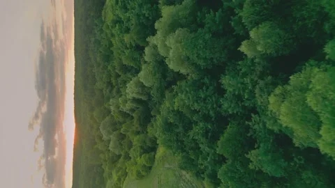 Lawn with trees at sunset Stock Footage 208924403