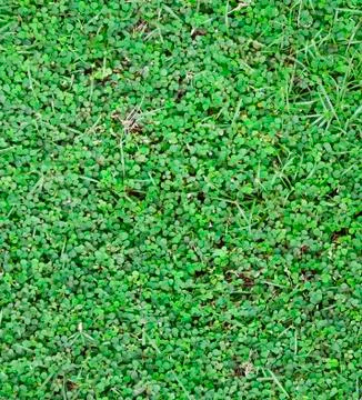 Lawn verdant Stock Photos