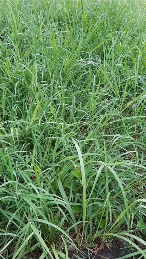 Lawn, Vertical Video stock 302702369
