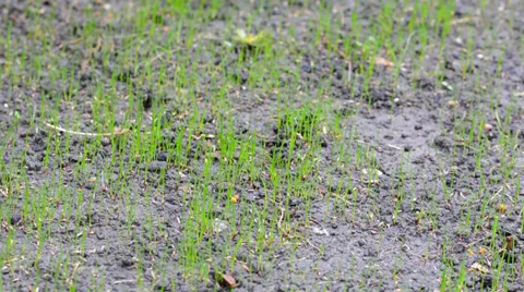Lawn watering Stock Footage 37205717