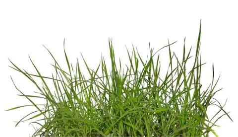 Lawn on white background Stock Photos