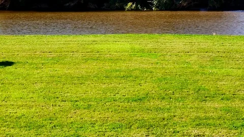 Lawnmover cutting grass in park Stock Footage 99289647