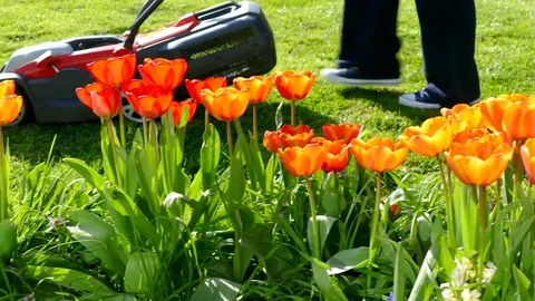 Lawnmower being pushed behind a bed of flowers. Video stock 74185067