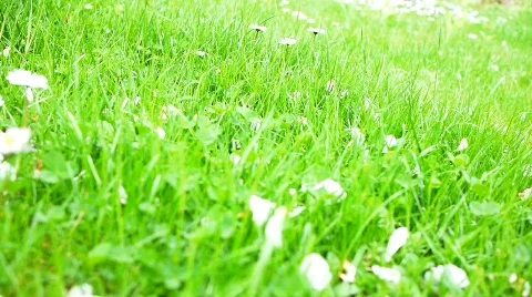 Lawnmower bright Stock Footage 717923