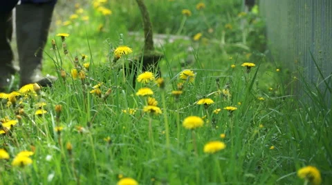 Lawnmower cuts the grass Stock Footage 63535107