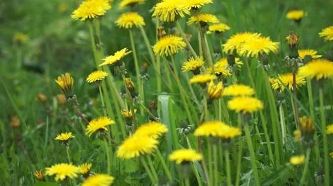 Lawnmower cuts the grass Stock Footage 63535314